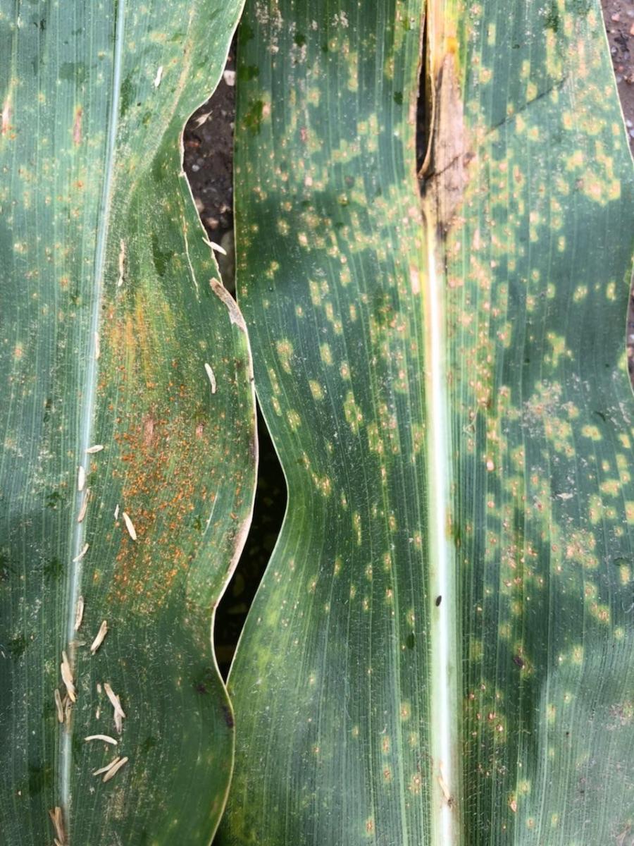 Southern Rust Of Corn Confirmed In Nebraska Cropwatch University Of Nebraskalincoln 